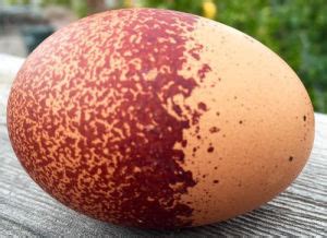 Abnormal Chicken Eggs: 22 Egg & Shell Problems Explained .